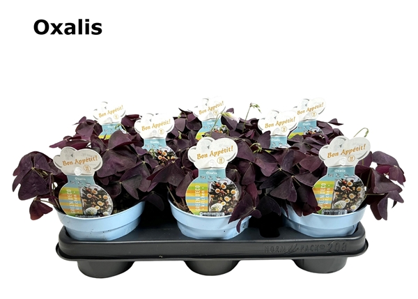 Oxalis Essbar