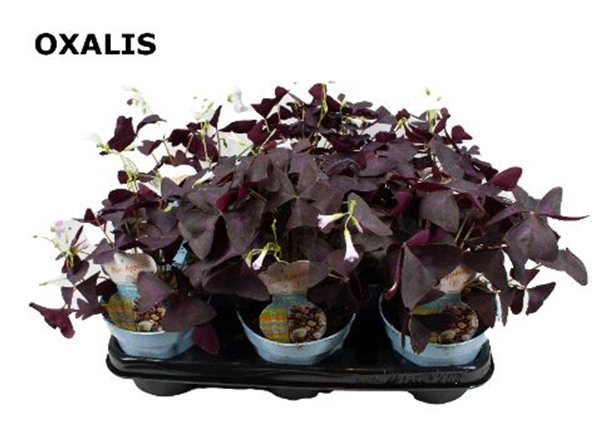 Oxalis Essbar
