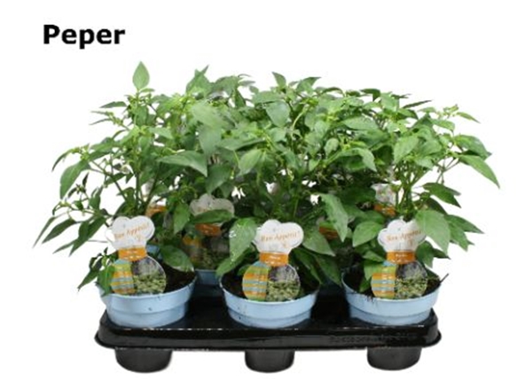 Pfeffer Capsicum