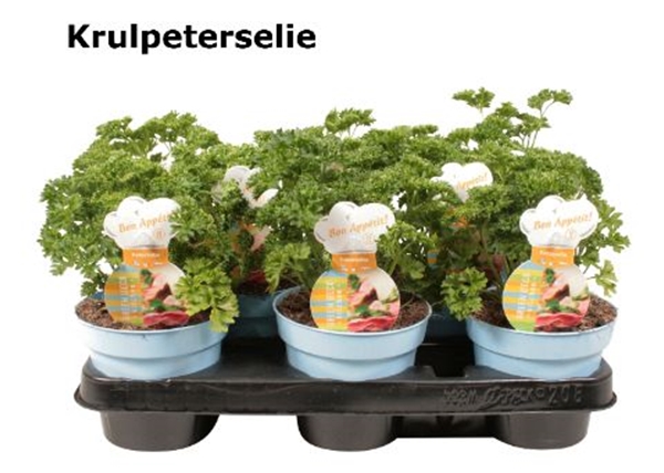 Petersilie Petroselinum