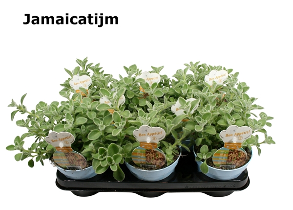 Thymian Jamaika Plectranthus