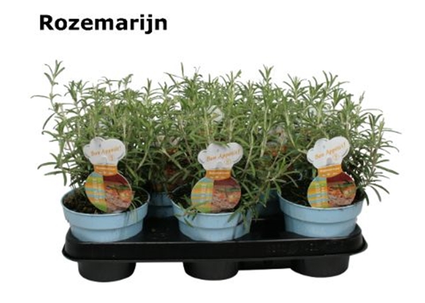 Rosmarin Officinalis