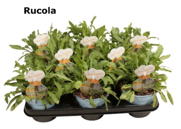 Rucola