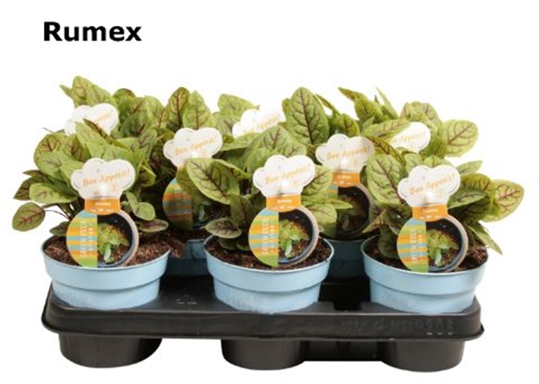 Rumex Sarguineus