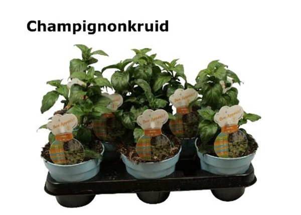 Pilzkraut Rungia