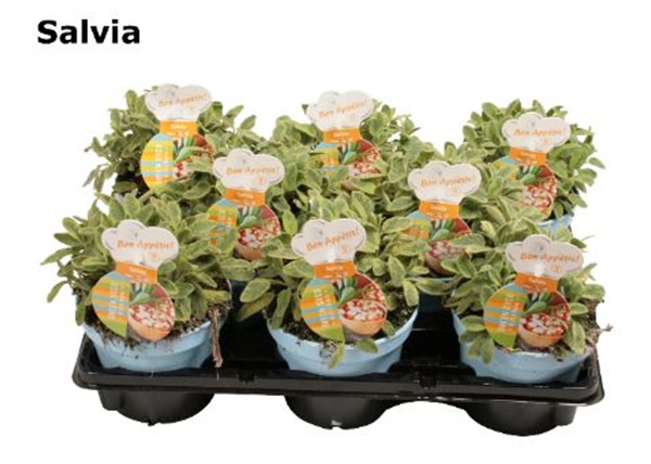 Salbei Bunt Salvia
