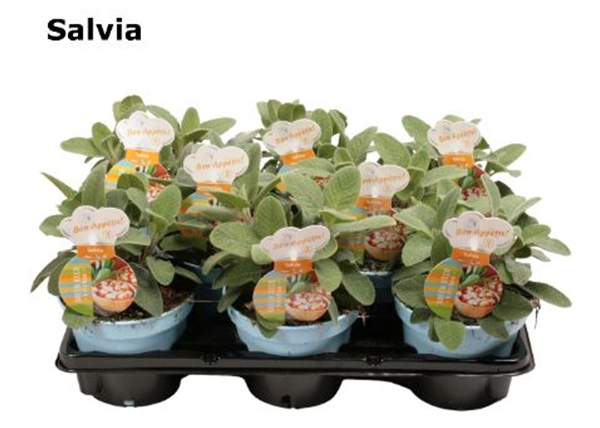 Salvia groen 12 cm