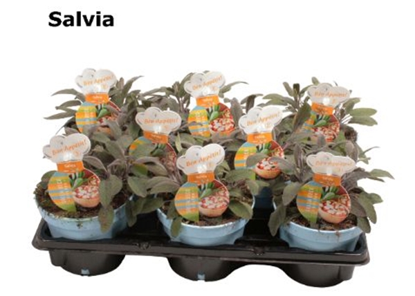 Salbei Purper Salvia
