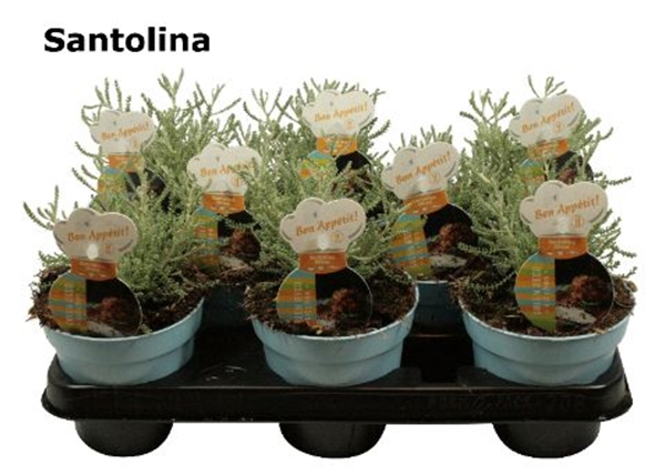 Olivenkraut Santolina
