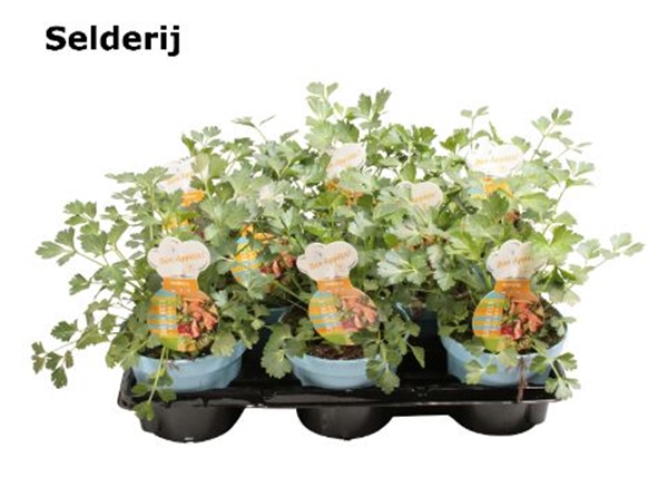 Sellerie Apium