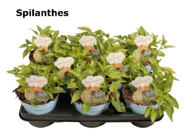 Paracress Spilanthes