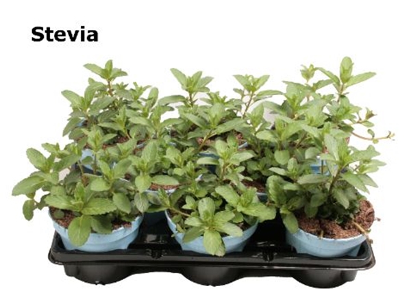 Stevia Rebaudiana