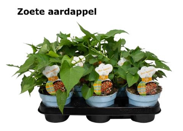 Süsskartoffel Ipomea