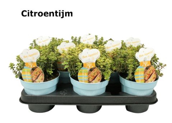 Thymian Zitrone Thymus