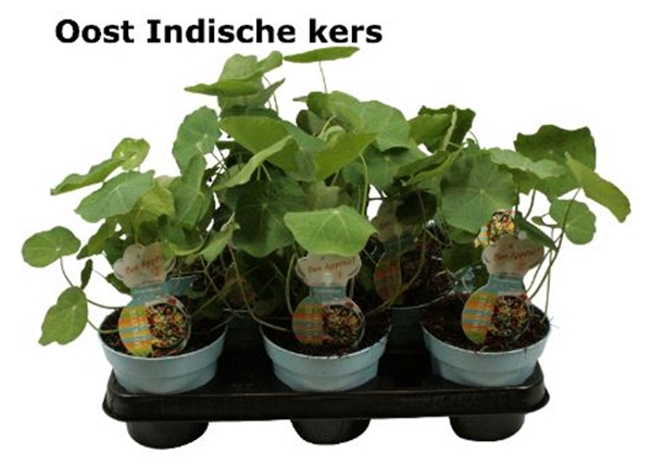 Kapuzinerkresse Tropaeolum