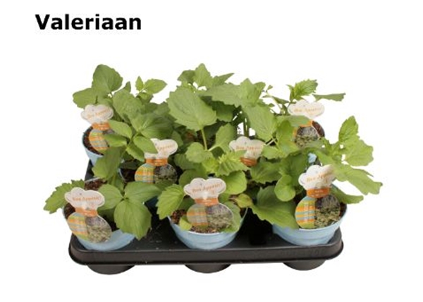Baldrian Valeriana