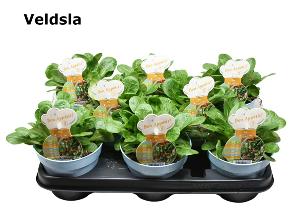 Feldsalat
