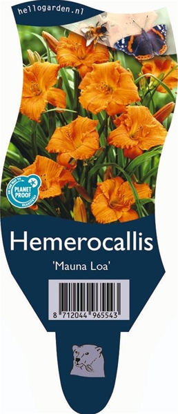 Hemerocallis 'Mauna Loa'