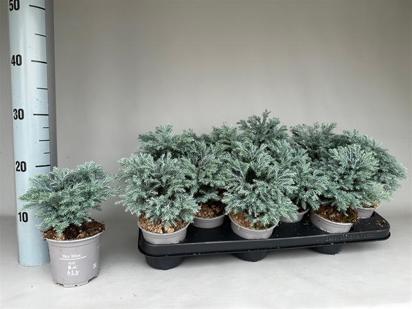 Chamaecyparis Pisifera Sky Blue