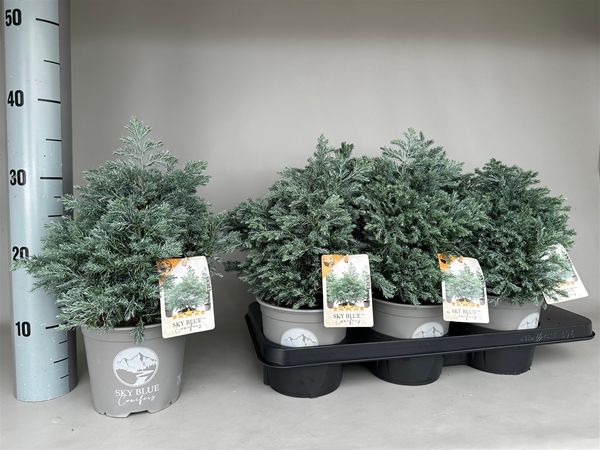 Chamaecyparis Pisifera Sky Blue