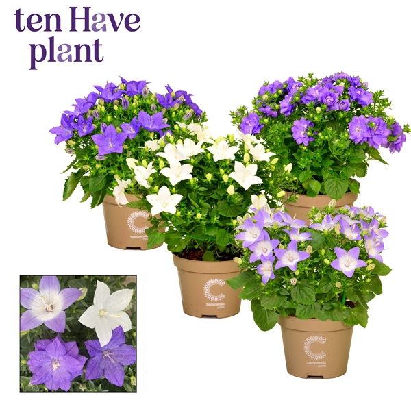 Campanula Isophylla Mixtray