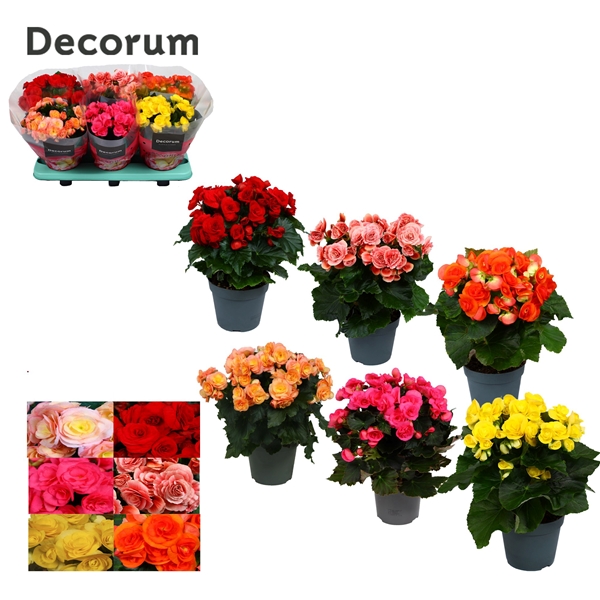 Begonia Elatior Mixtray