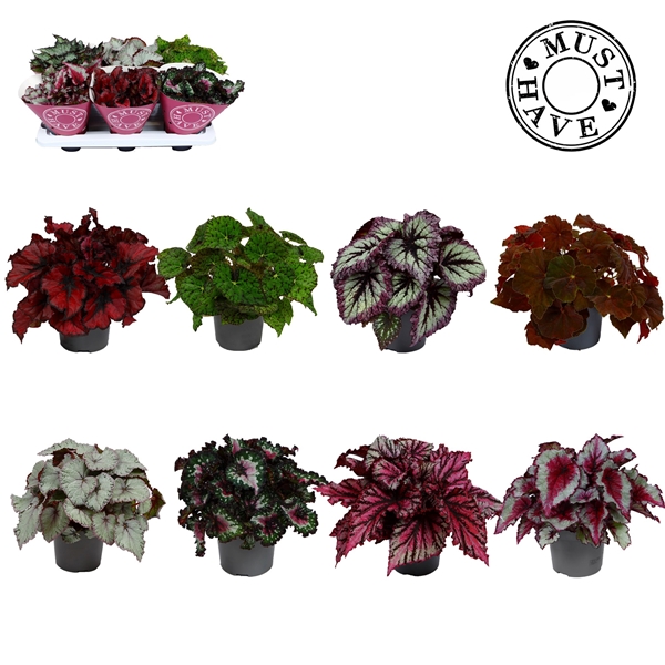 Begonia Beleaf Mixtray