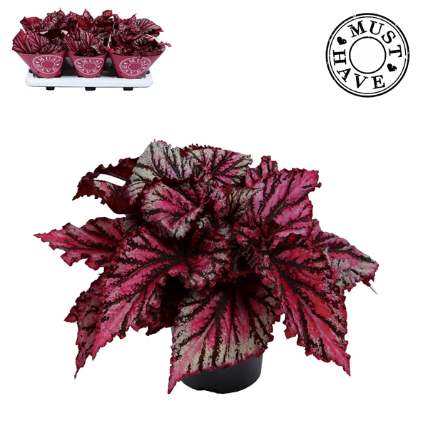 Begonia Rex Lambada