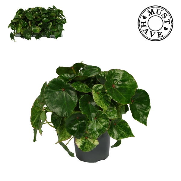Begonia Rex Rouge Variegated