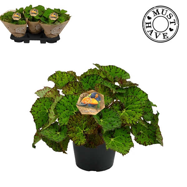 Begonia Rex Lime Fever