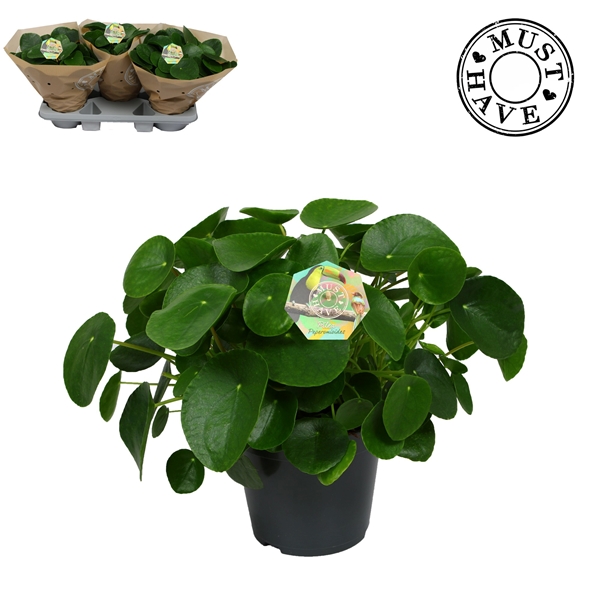 Pilea Peperomioides