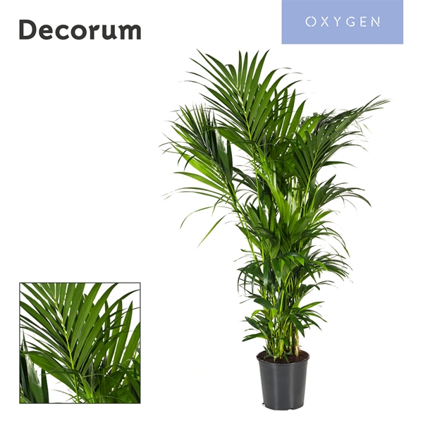 Kentia Howea Forsteriana