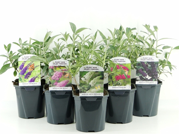 Buddleja Davidii Mixlage