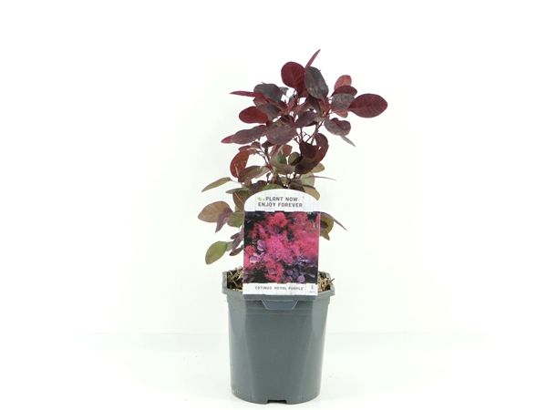 Cotinus cog Royal Purple