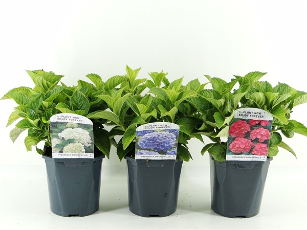 Hydrangea Macrophylla Mixlage