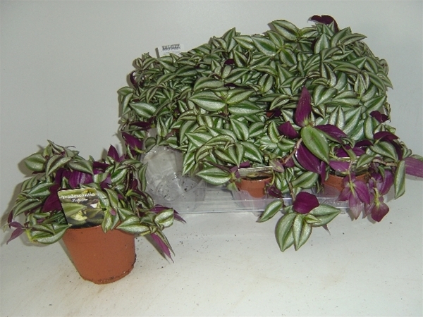 Tradescantia Zebra