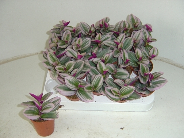 Tradescantia Nanouk
