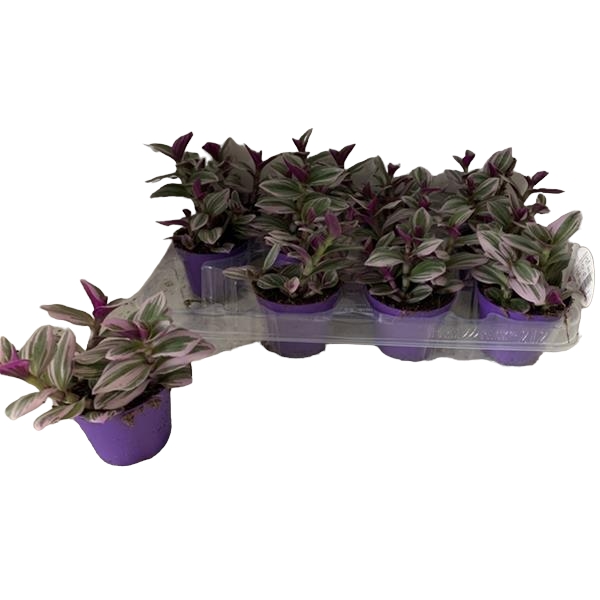 Tradescantia Nanouk