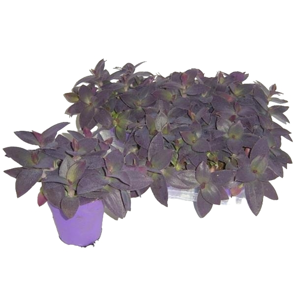 Tradescantia Palida