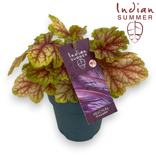 Heuchera Indian Summer Gelb Rot