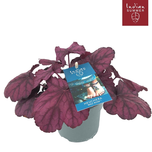 Heuchera Indian Summer Pink