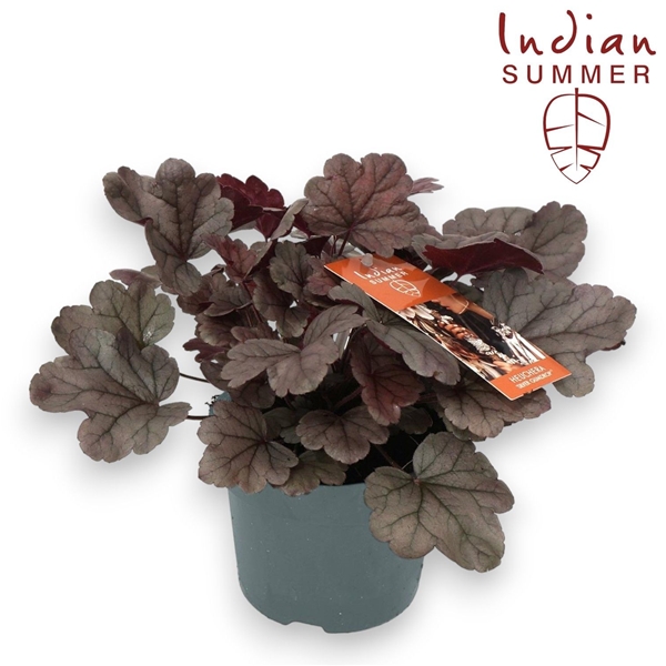 Heuchera Indian Summer Silver