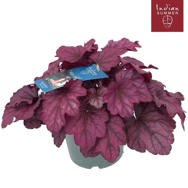 Heuchera Indian Summer Pink