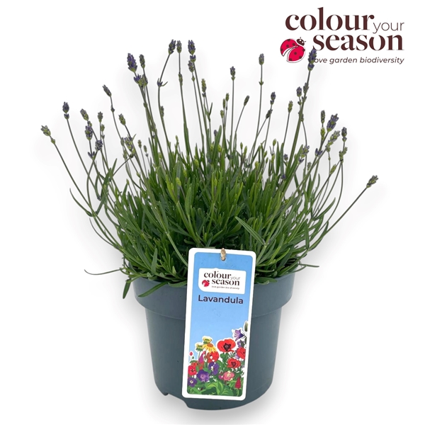 Lavandula Essence Purple