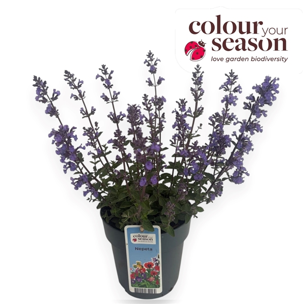 Nepeta Purssian Blue
