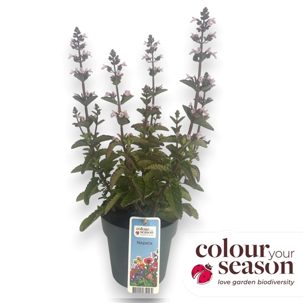 Nepeta White Orchid 