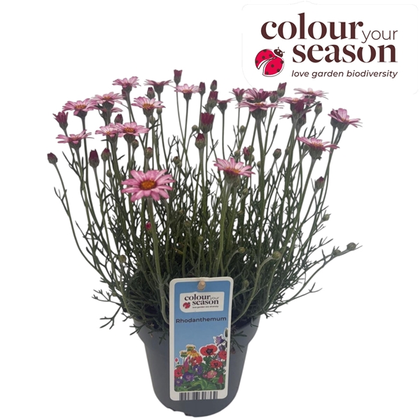 Rhodanthemum Casablanca