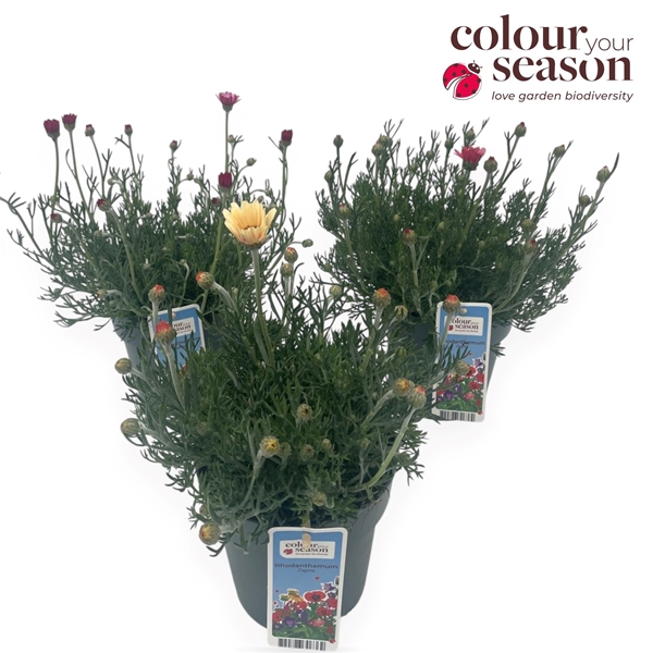 Rhodanthemum Zagora Mixlage