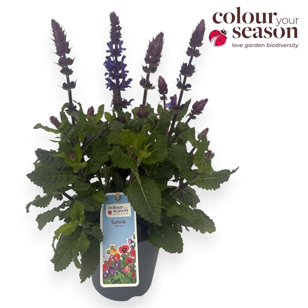 Salvia Marvel Dark Blue