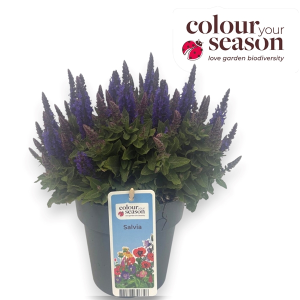 Salvia Sensation Compact Blue
